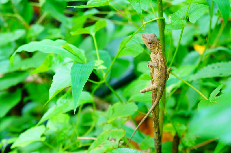 Brown Lizard on Stem
