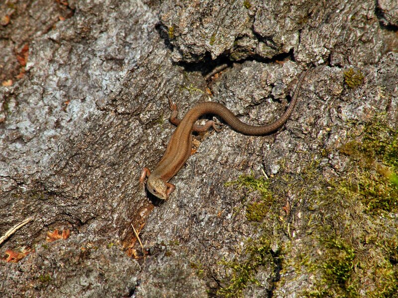 Brown Lizard on Tree Bark