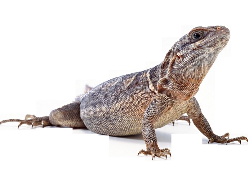 Brown Lizard on White