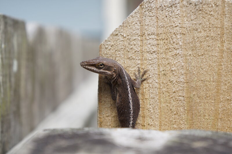 Brown Lizard on Wood — Calm, Afternoon