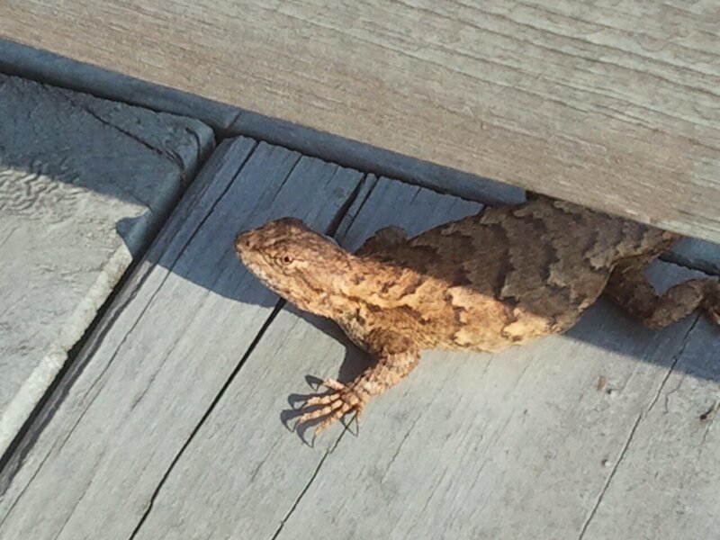 Brown Lizard on Wood — Calm