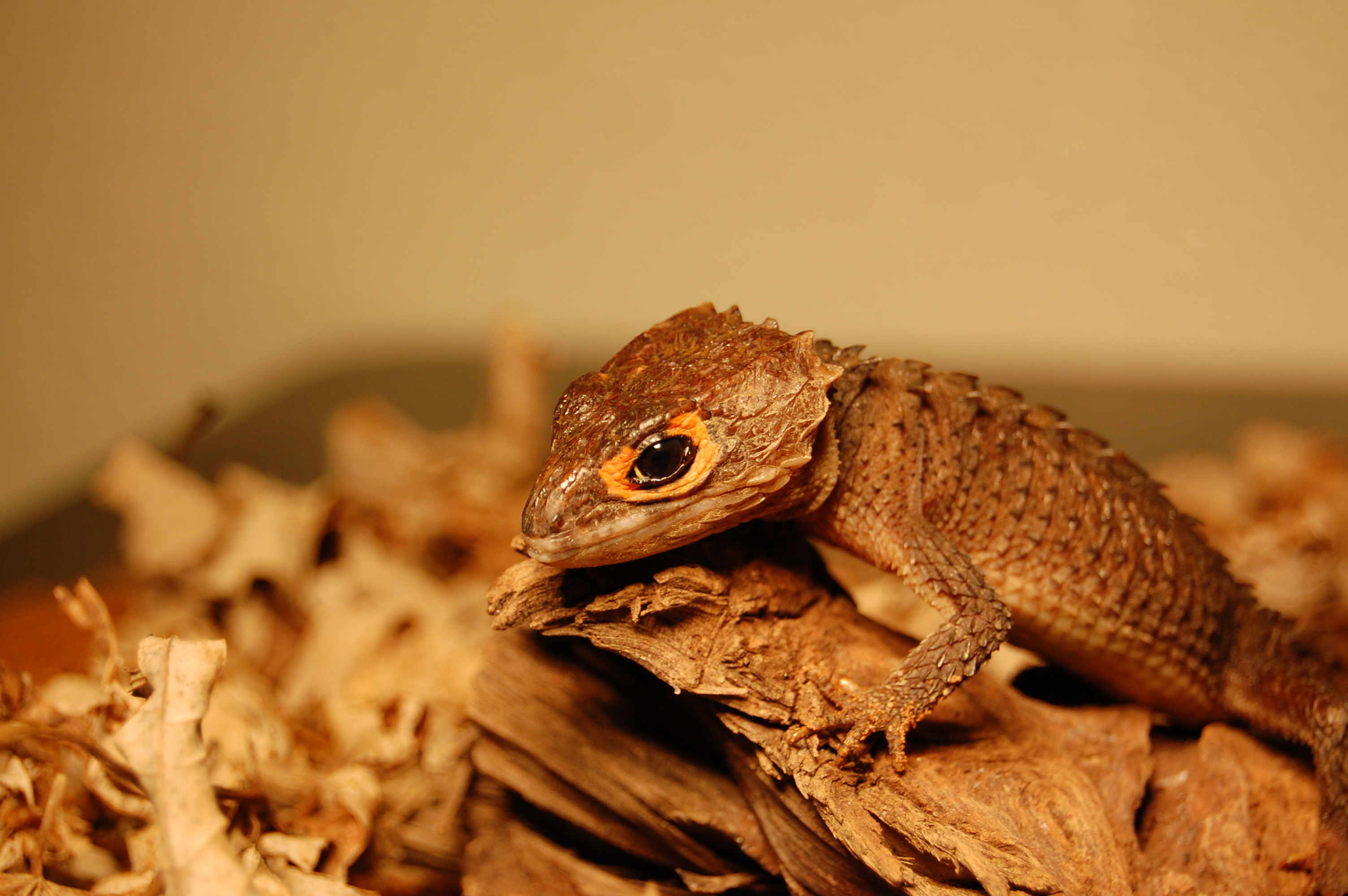 brown lizard on wood