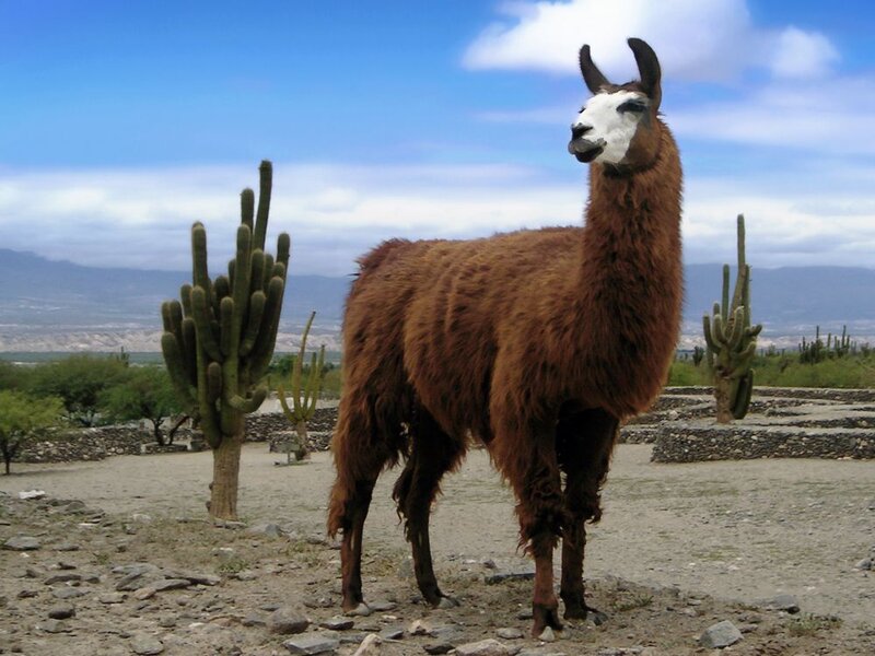 Brown Llama Standing