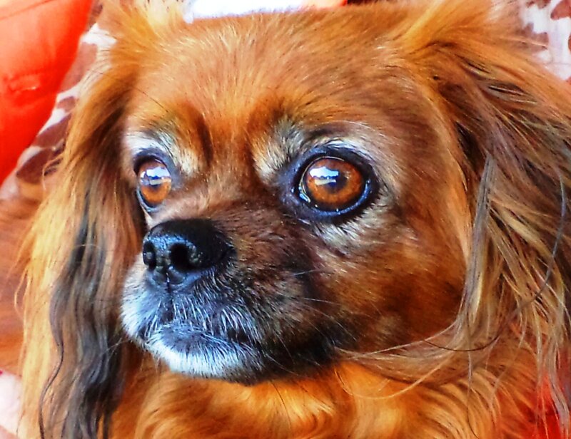 Brown Long-haired Dog — Calm