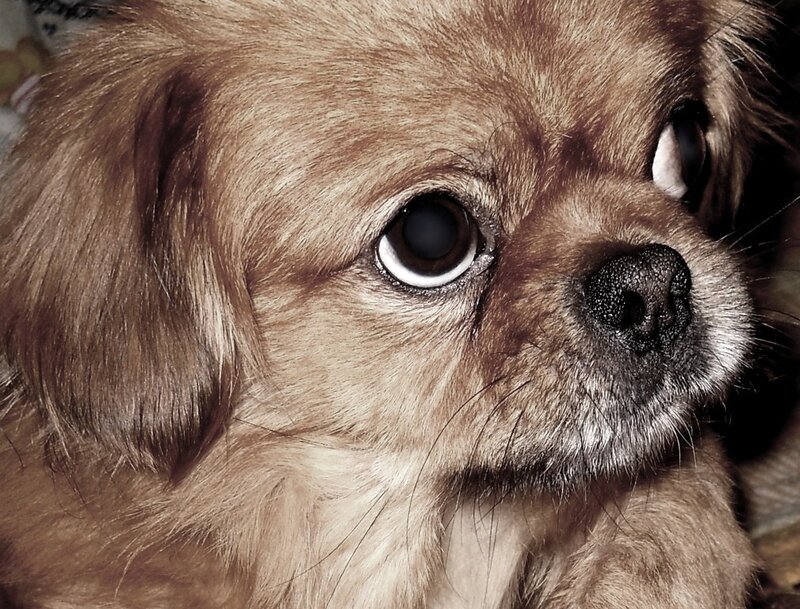 Brown Long-haired Dog