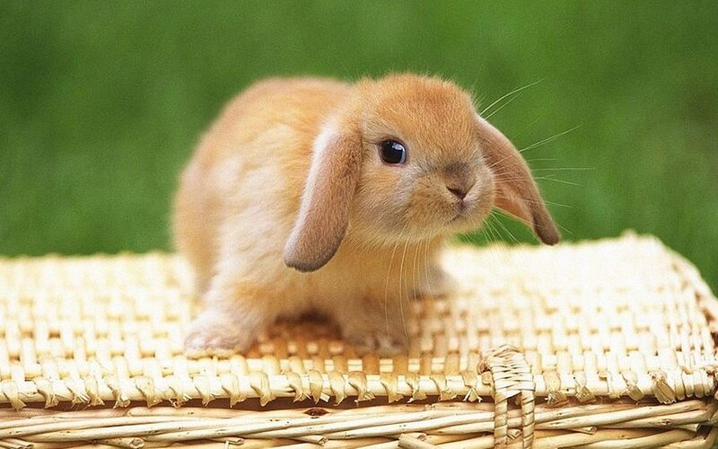 Brown Lop-eared Bunny — Calm, Afternoon