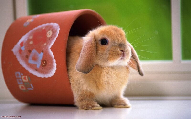 Brown Lop-eared Bunny — Calm, Morning