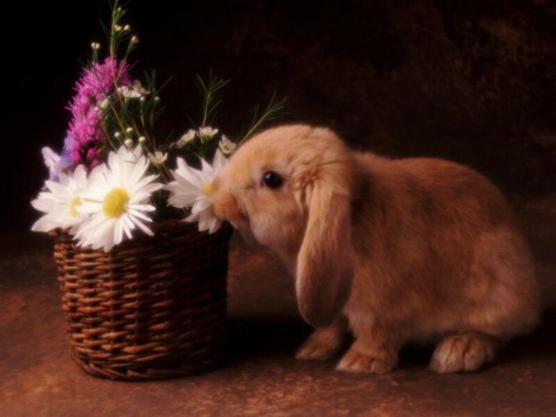 Brown Lop-eared Bunny — Calm, Photograph, Flowers