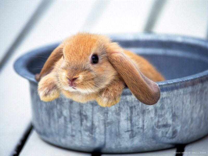 Brown Lop-eared Bunny — Calm, Photograph