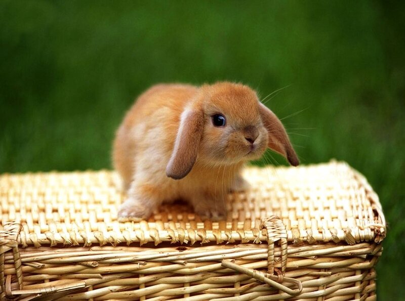 Brown Lop-eared Bunny — Calm, Photograph, Wicker Basket