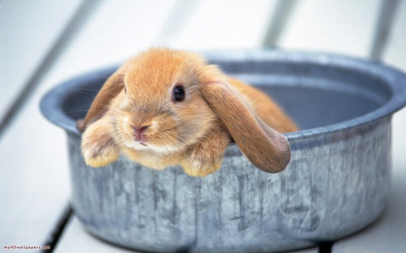 Brown Lop-eared Bunny — Calm