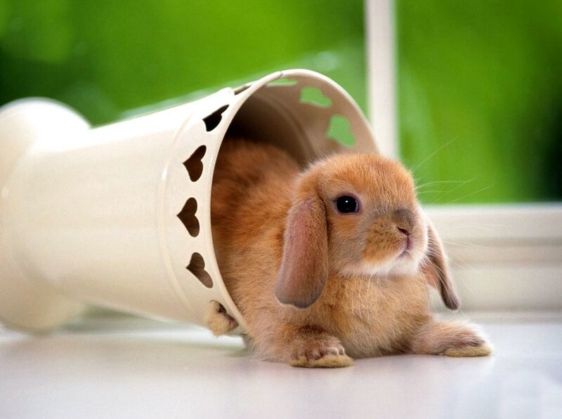 Brown Lop-eared Bunny — Cute
