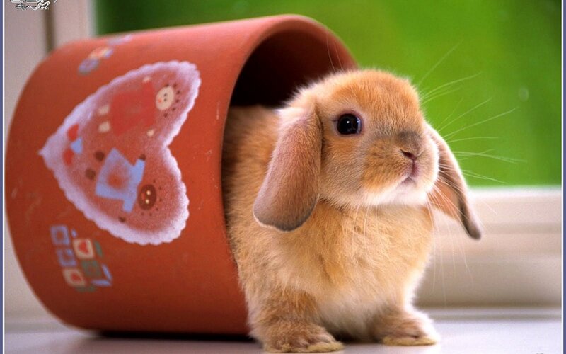 Brown Lop-eared Bunny — Orange