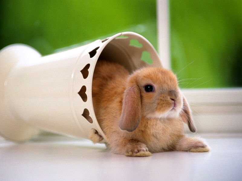 Brown Lop-eared Bunny — White, Calm