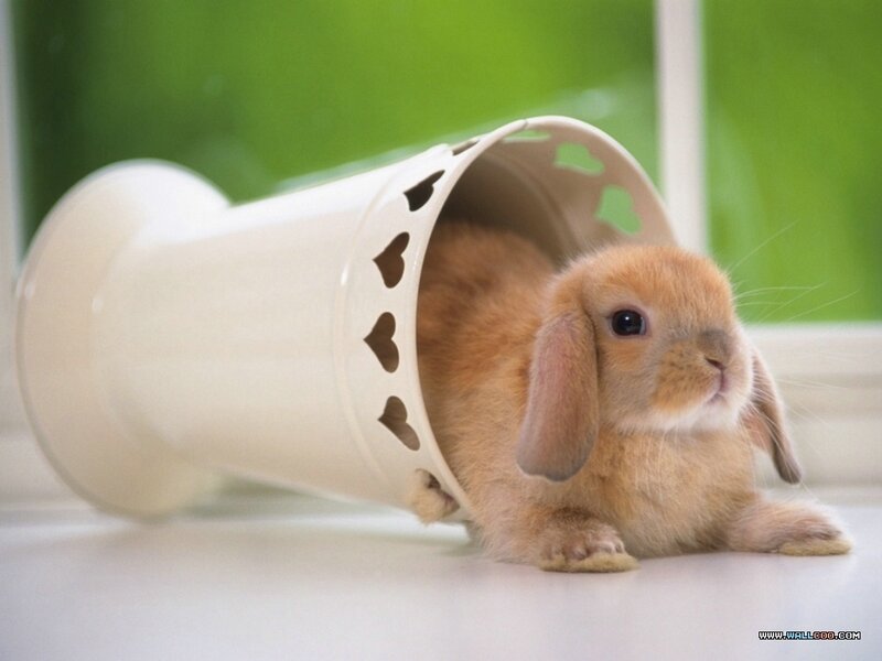 Brown Lop-eared Bunny — White