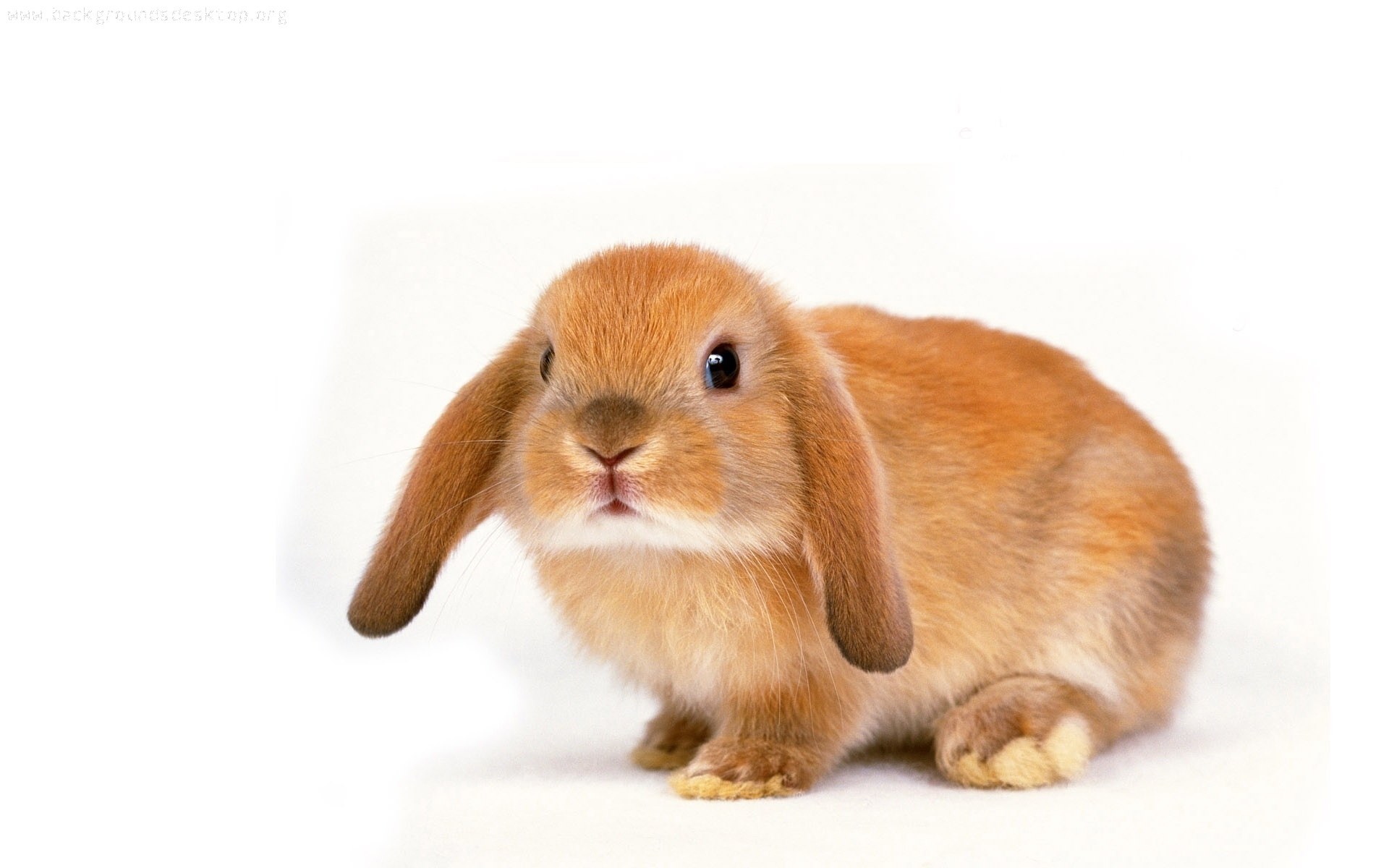 brown lop-eared bunny
