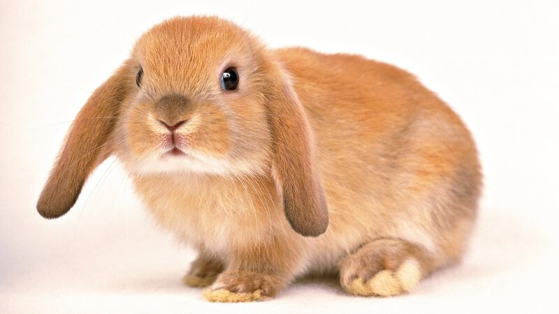 brown lop-eared rabbit