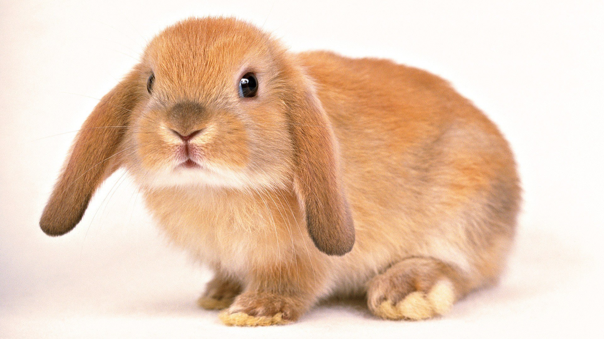 brown lop-eared rabbit