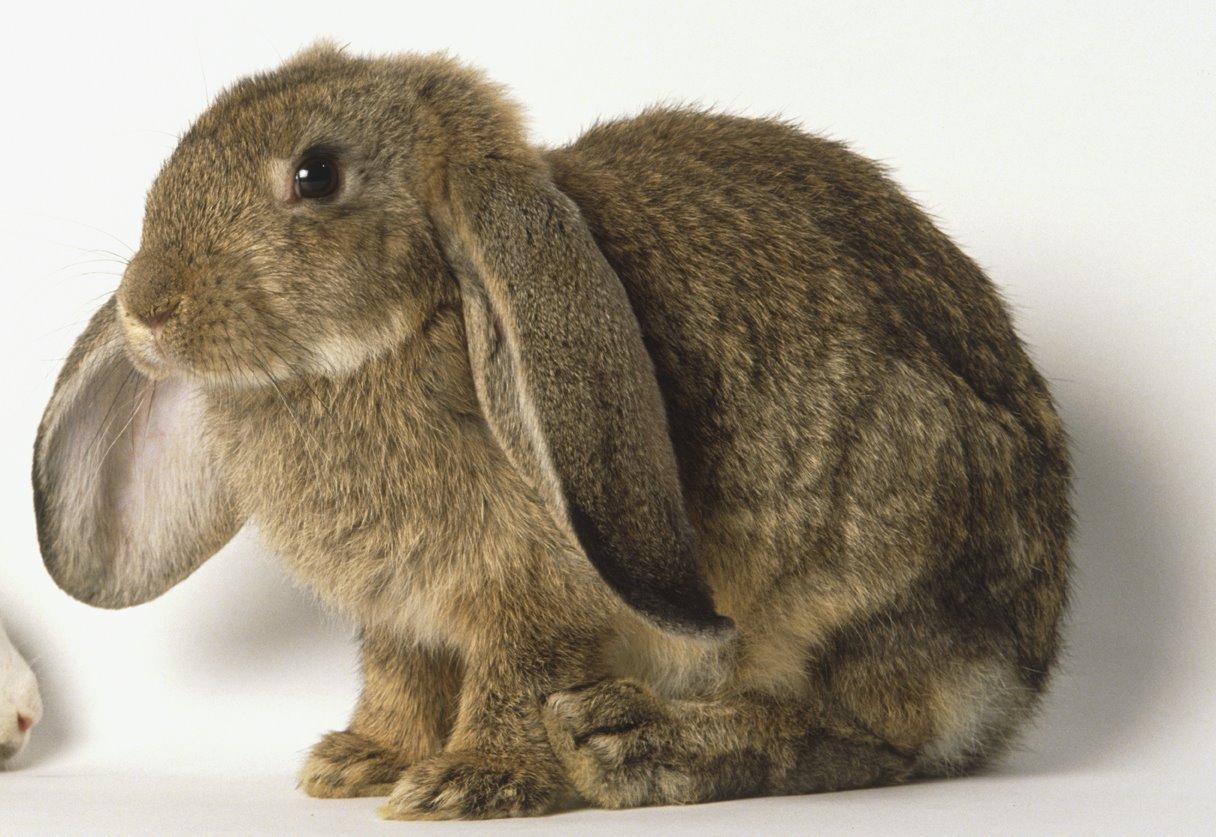 brown lop-eared rabbit
