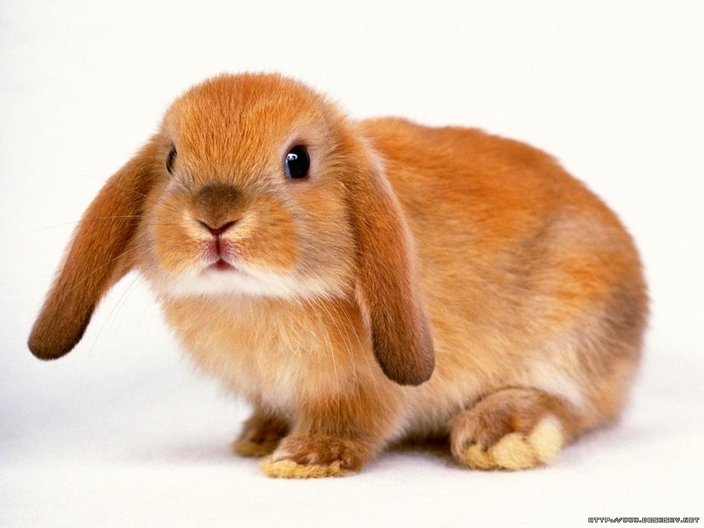 brown lop-eared rabbit