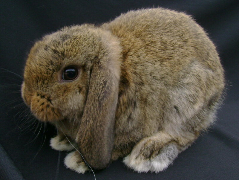 brown lop-eared rabbit
