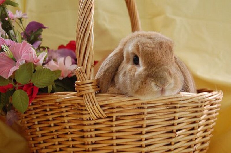 Brown Lop-eared Rabbit — Calm, Photograph, Basket