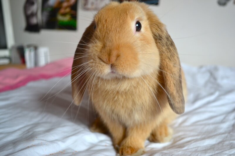 Brown Lop-eared Rabbit — Calm, Photograph, Bed