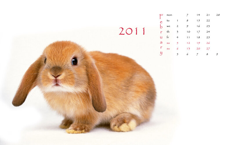 Brown Lop-eared Rabbit — Calm, Photograph, Calendar