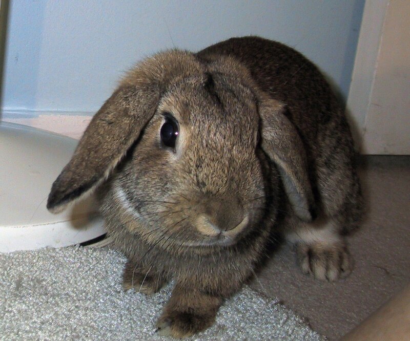 Brown Lop-eared Rabbit — Calm, Photograph, Carpet