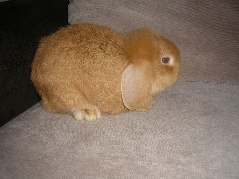 Brown Lop-eared Rabbit — Calm, Photograph, Couch