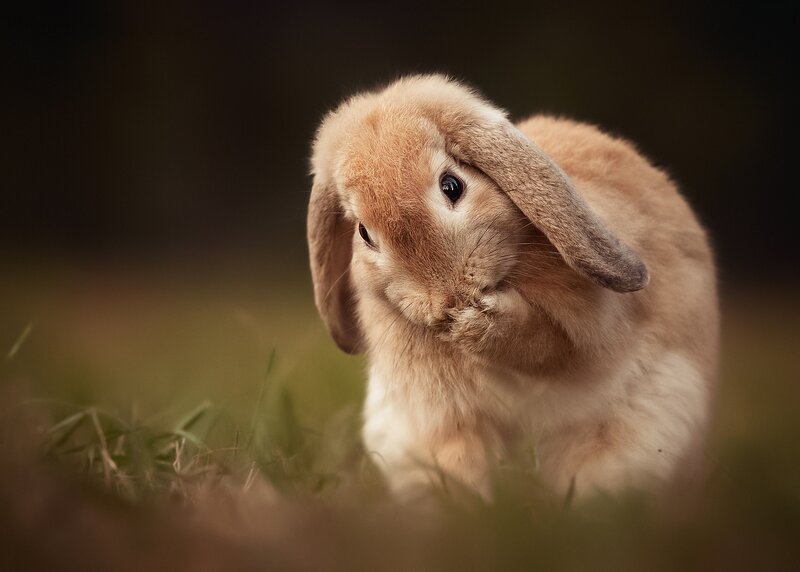 Brown Lop-eared Rabbit — Calm, Photograph, Grass