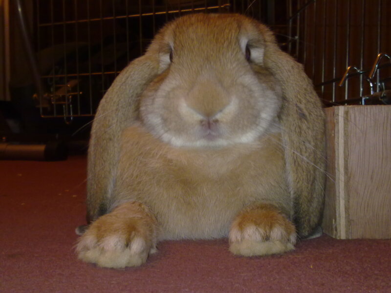 Brown Lop-eared Rabbit — Calm, Photograph