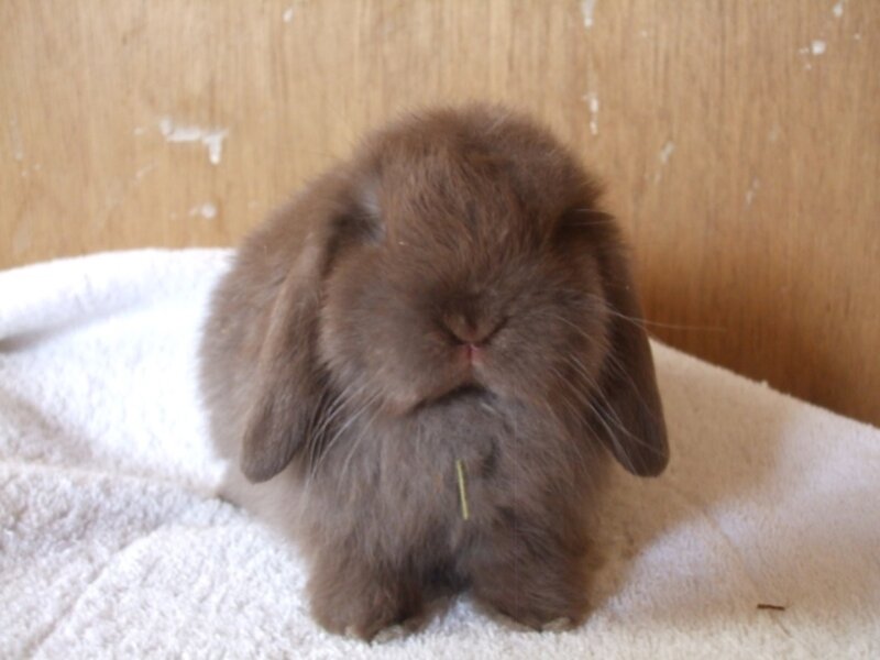 Brown Lop-eared Rabbit — Calm, Photograph, Towel