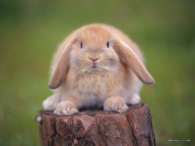 Brown Lop-eared Rabbit — Calm, Photograph, Tree Stump