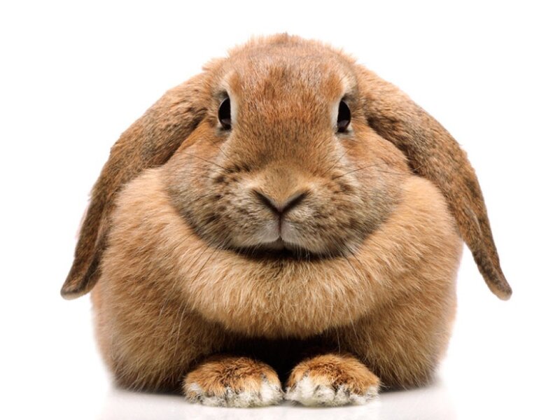 Brown Lop-eared Rabbit — Calm, Photograph, White Background