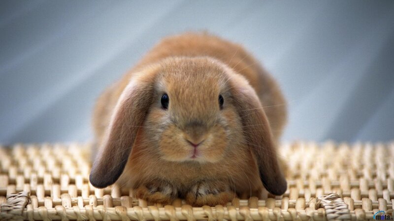 Brown Lop-eared Rabbit — Calm, Photograph, Woven Mat