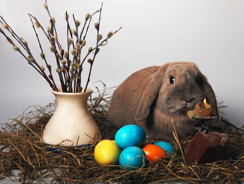 Brown Lop-eared Rabbit — Calm, Spring, Photograph, Painted Eggs