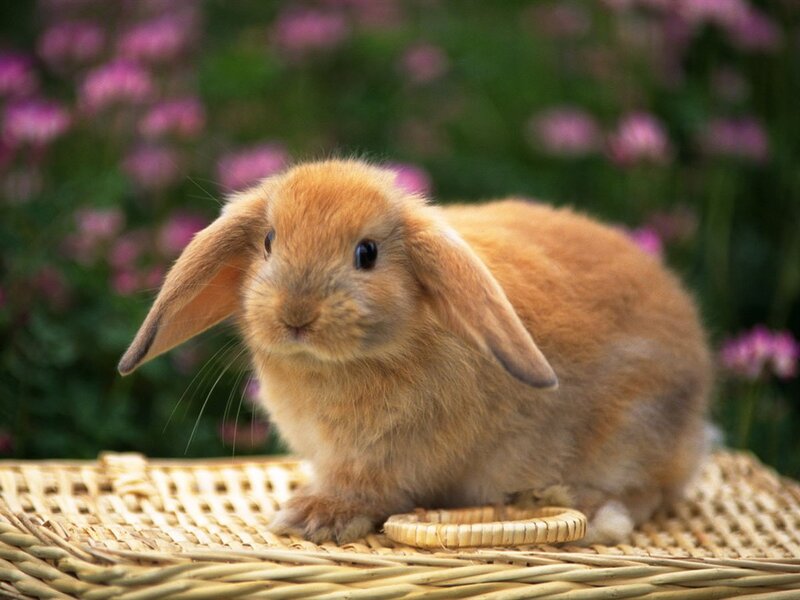 Brown Lop-eared Rabbit — Calm, Spring, Photograph