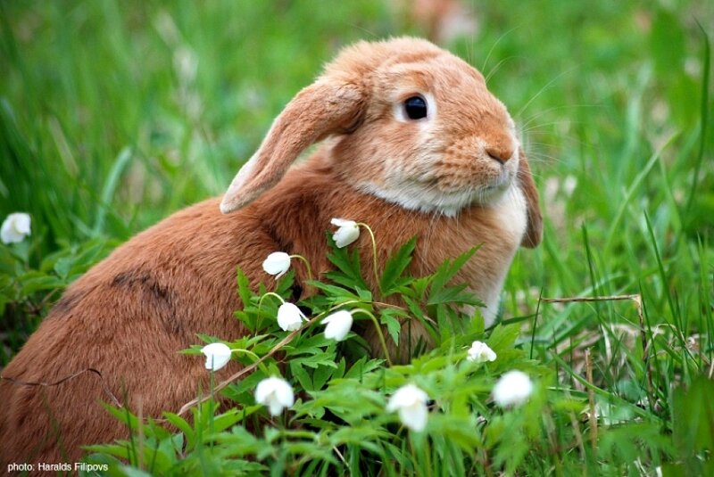 Brown Lop-eared Rabbit — Calm, Spring