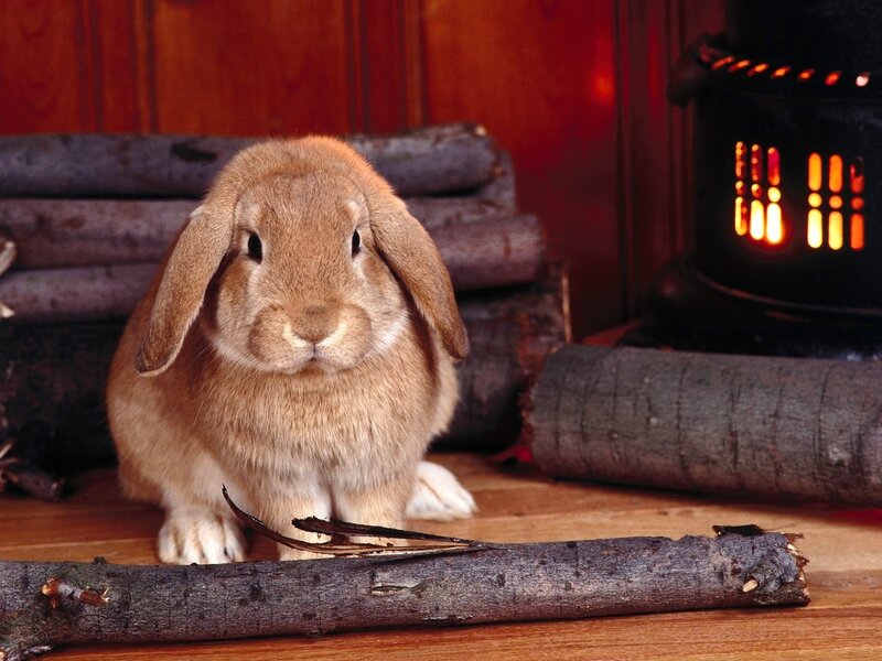 Brown Lop-eared Rabbit — Cozy, Night