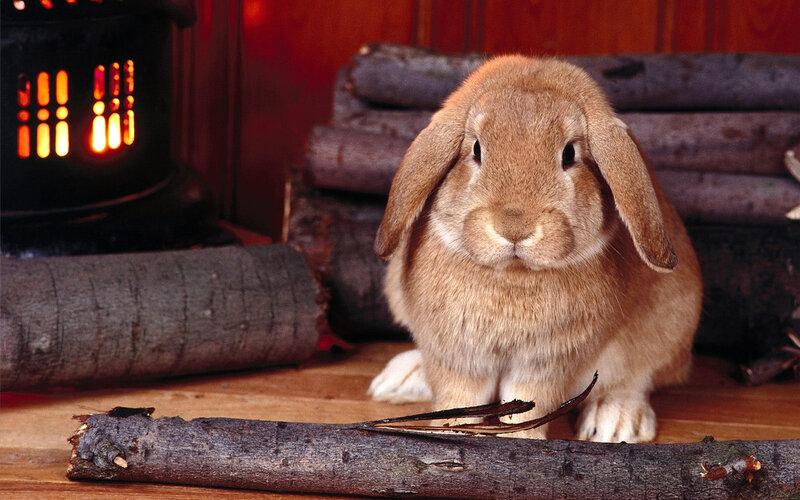 Brown Lop-eared Rabbit — Cozy, Photograph