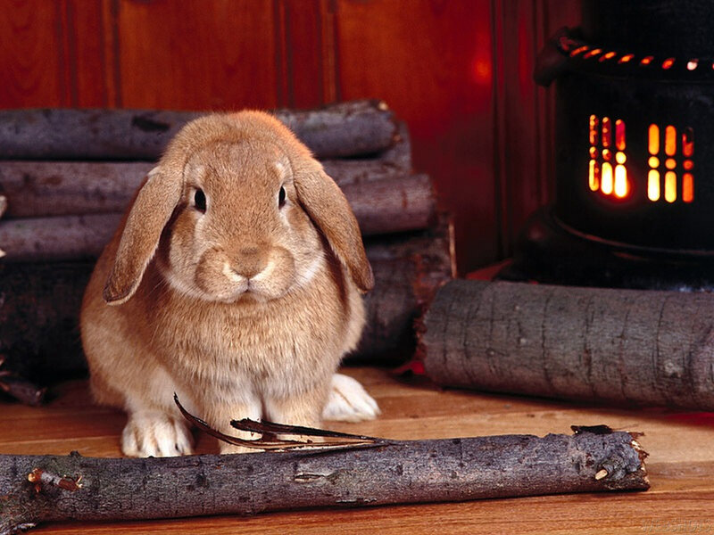 Brown Lop-eared Rabbit — Cozy