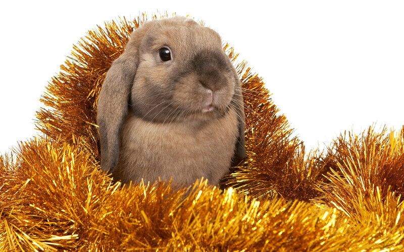 Brown Lop-eared Rabbit — Gold