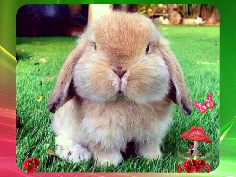 Brown Lop-eared Rabbit — Green, Calm, Afternoon, Photograph, Butterfly