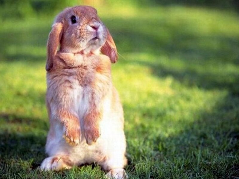 Brown Lop-eared Rabbit — Green, Calm