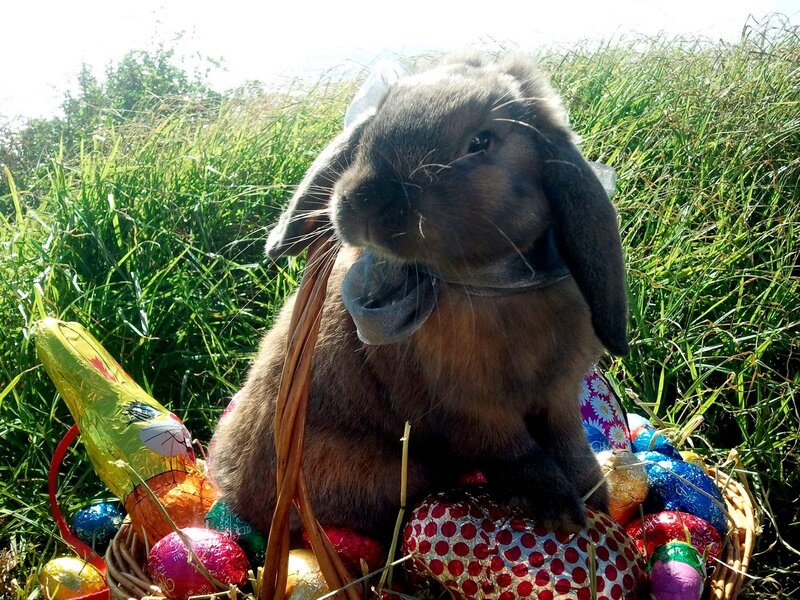 Brown Lop-eared Rabbit — Green, Serene, Afternoon