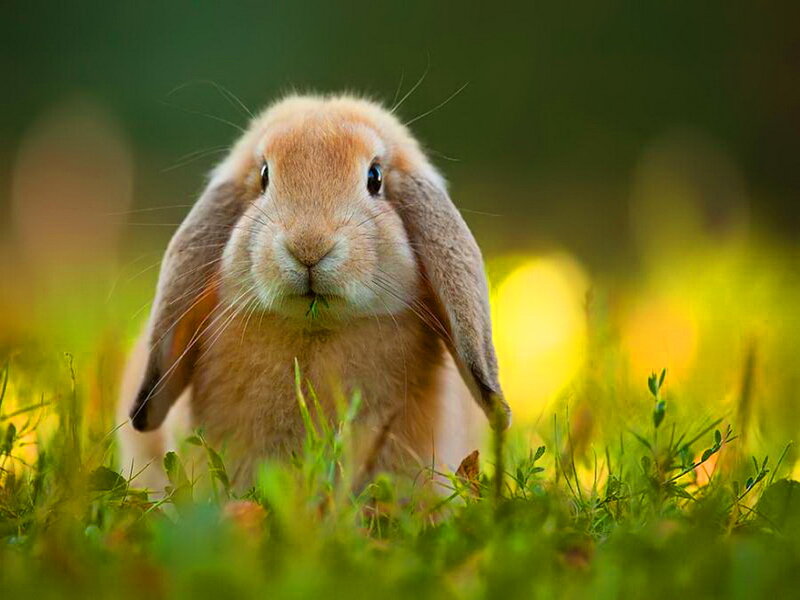Brown Lop-eared Rabbit — Green, Serene