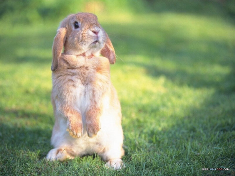 Brown Lop-eared Rabbit — Green
