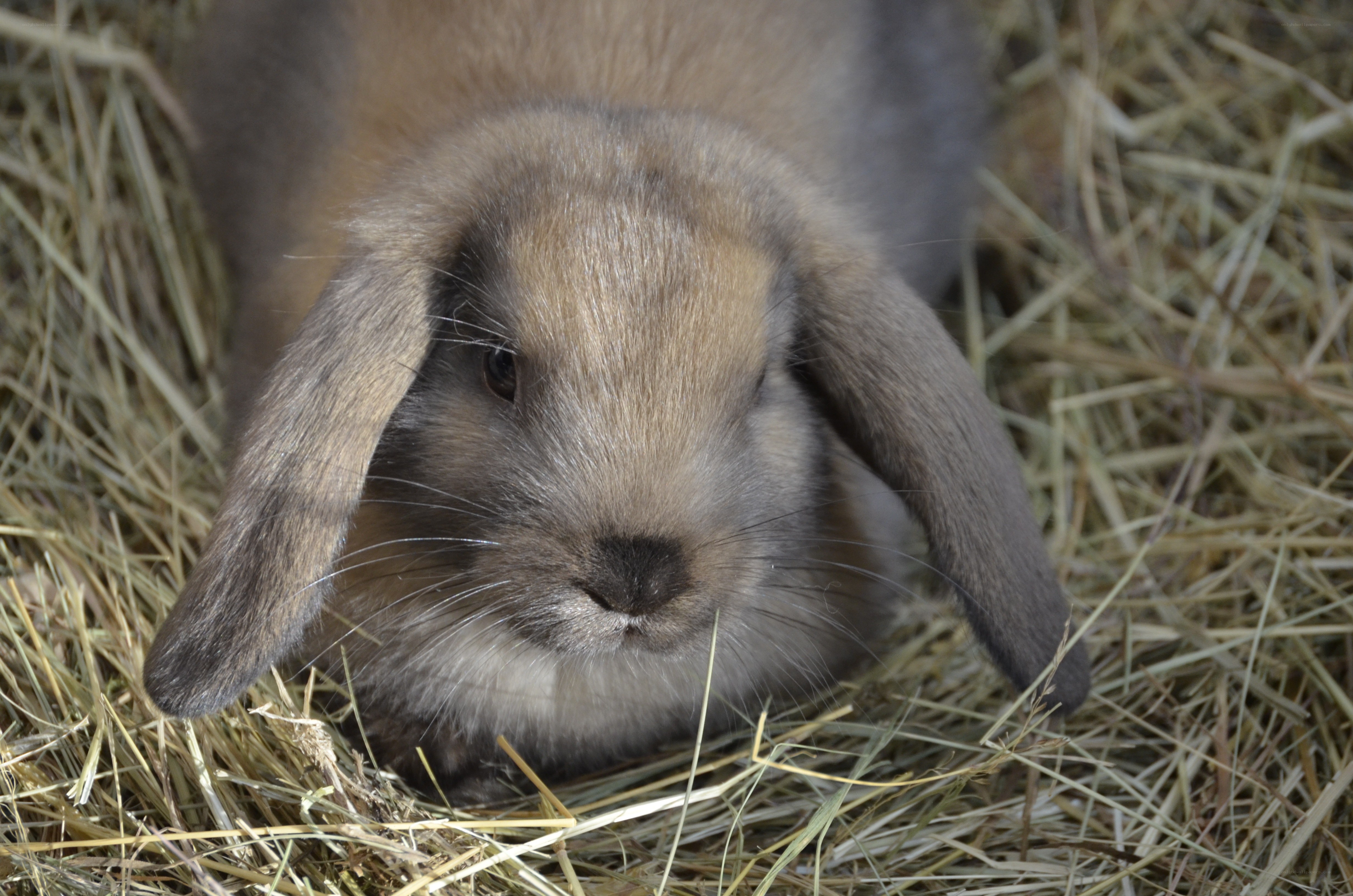 brown lop-eared rabbit in hay