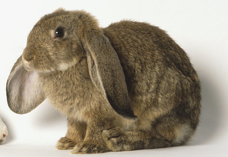 Brown Lop-eared Rabbit — Neutral, Photograph